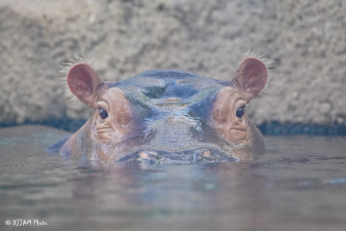 Photo of Hippo Chat