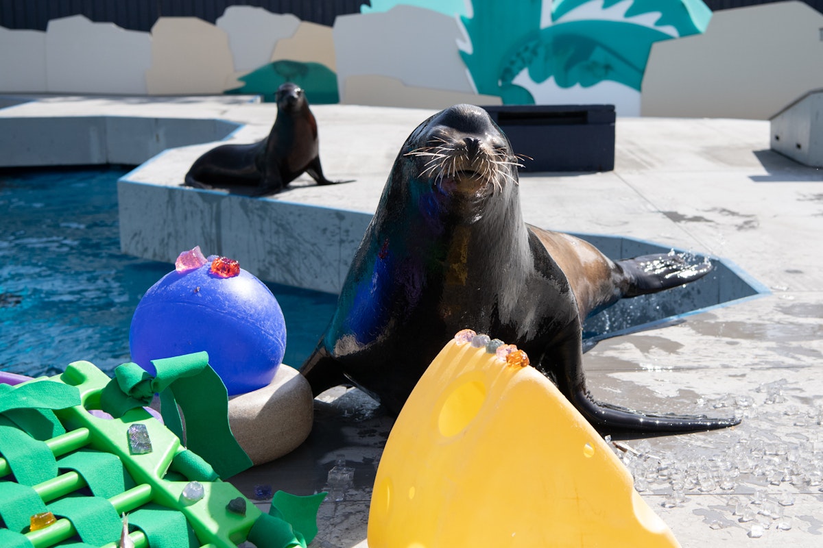 Photo of Aquatheater - Informal program