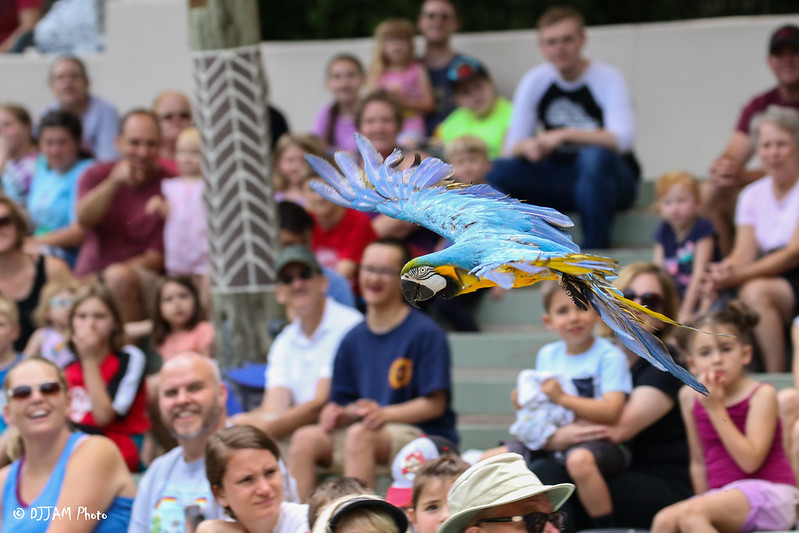 Photo of Wings of Wonder