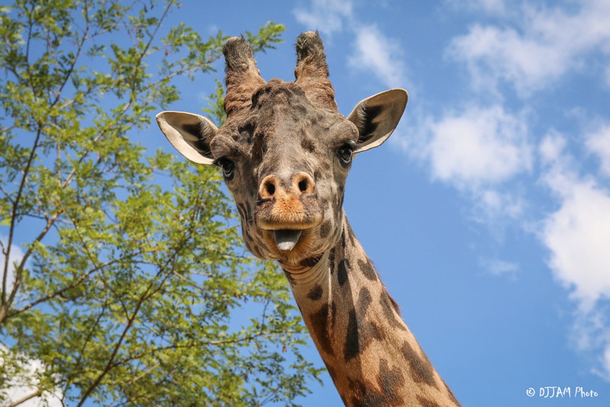 Photo of Giraffe Chat 