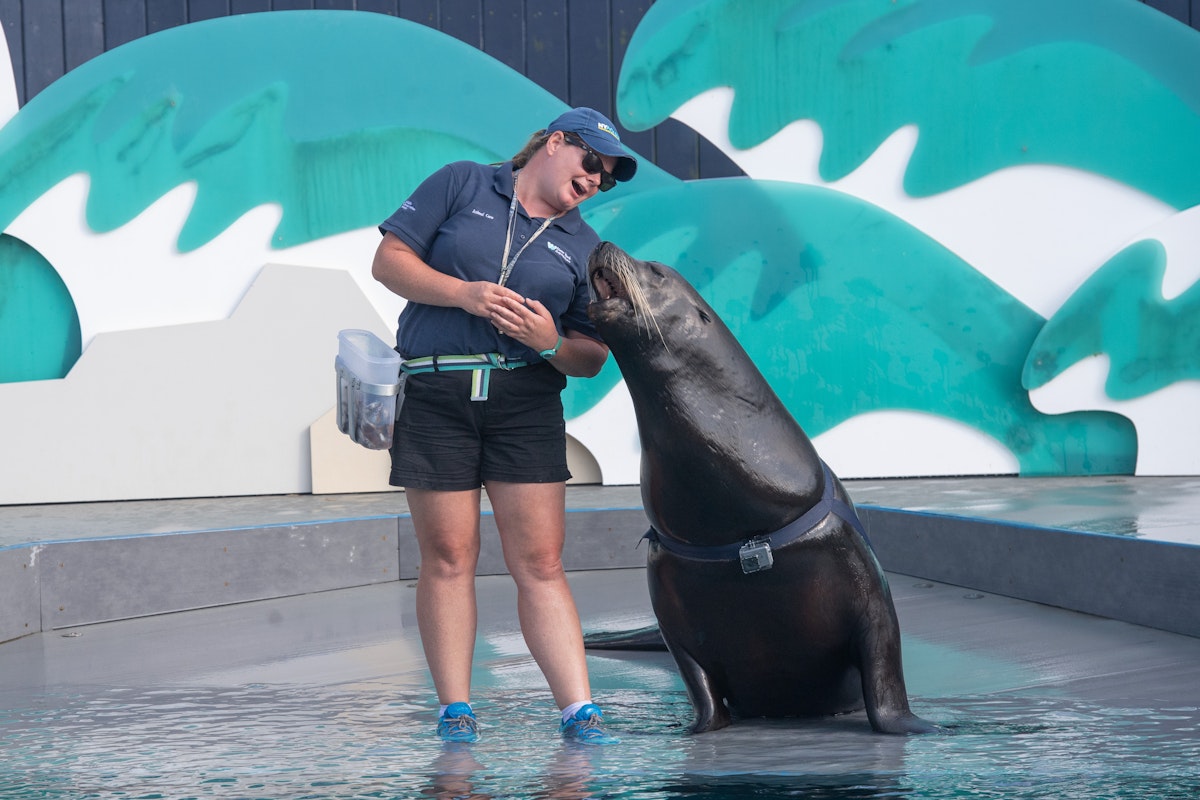 Photo of Aquatheater - Sea Lion Celebration