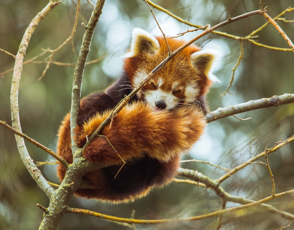 Photo of Red Pandas Keeper Talk