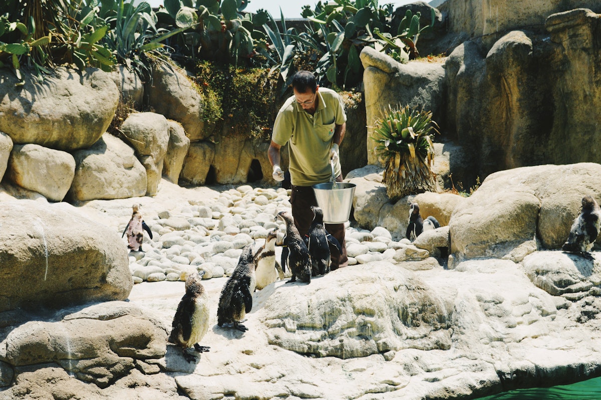 Photo of Penguin Feedings