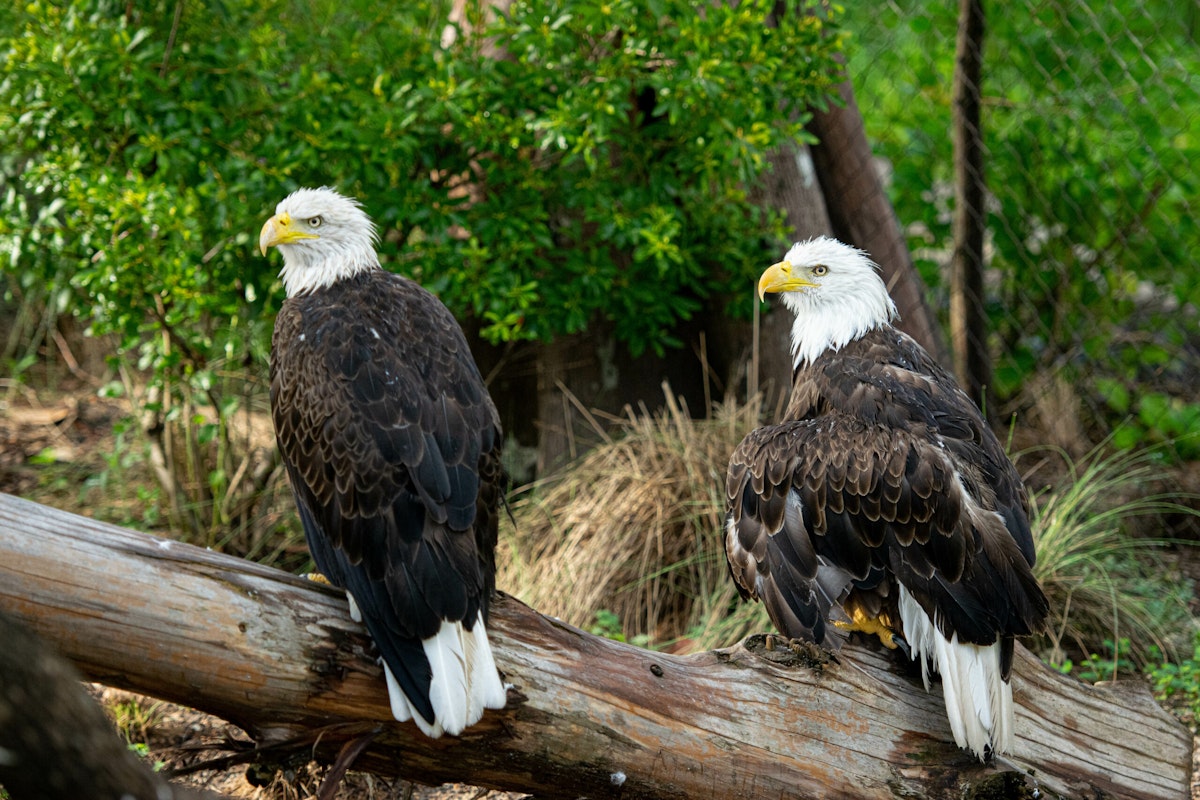 Photo of Birds