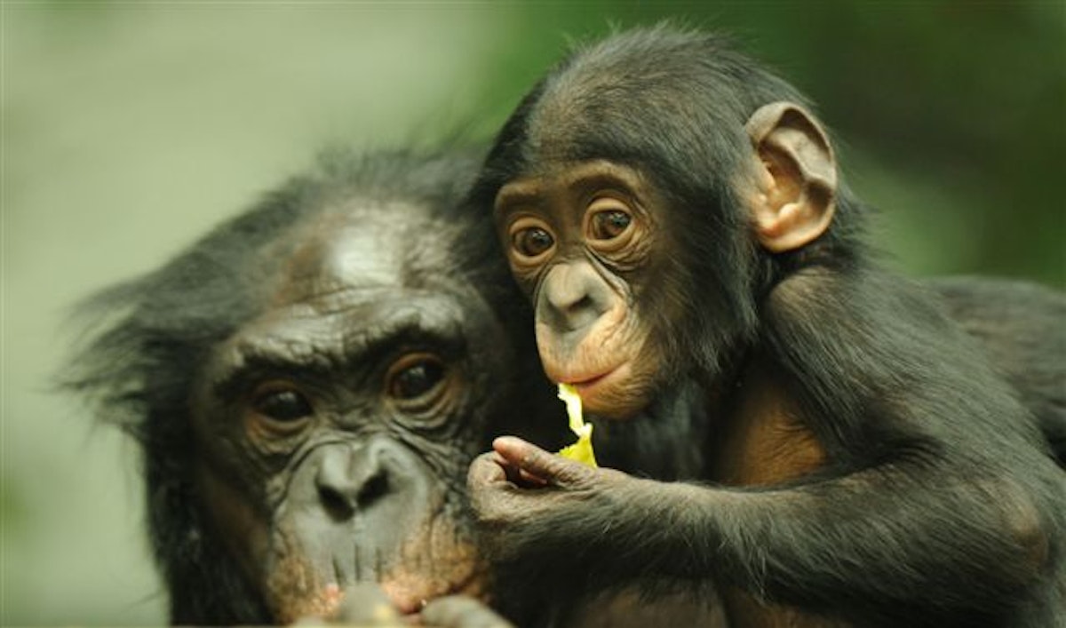 Photo of Bonobo Chat