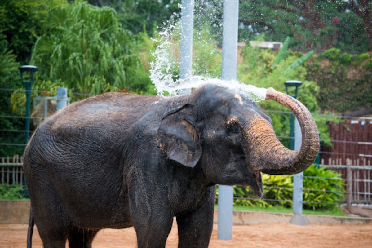 Photo of Elephant Bath