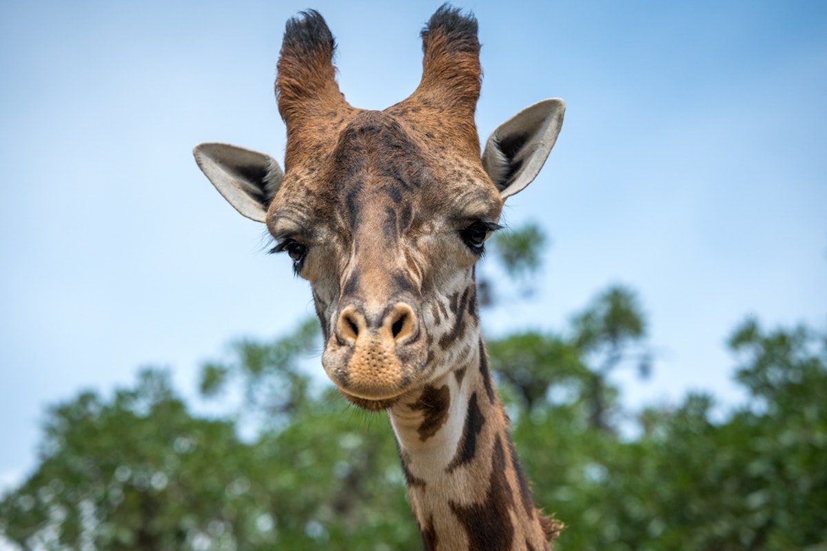 Photo of Masai Giraffes