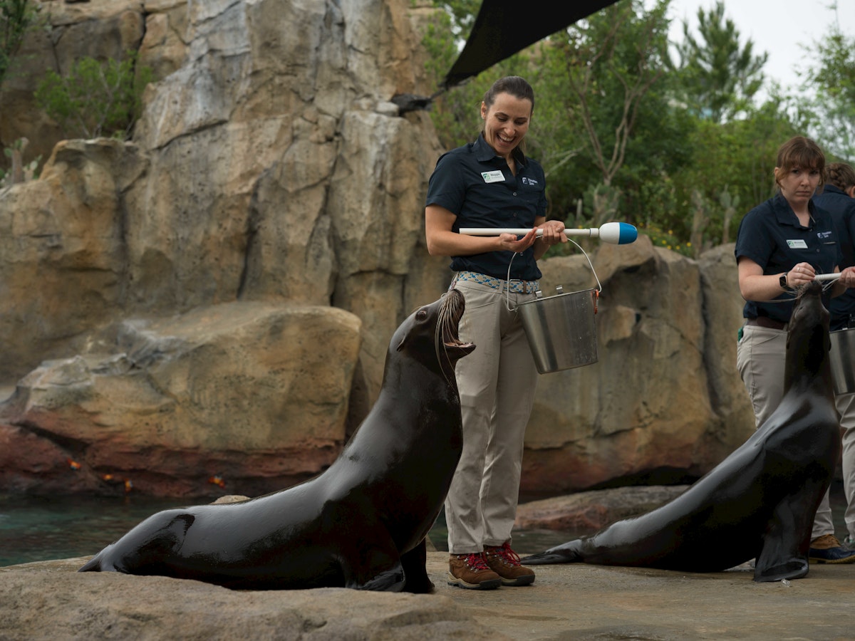 Photo of Sea Lions