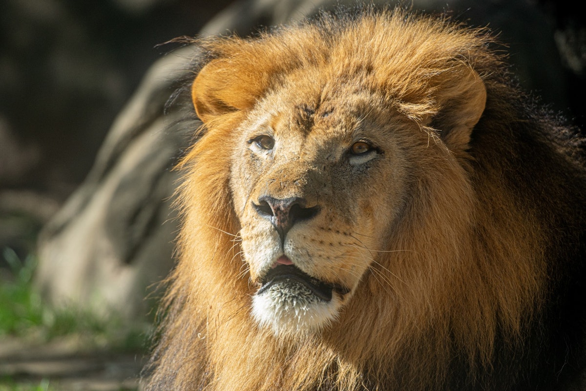 Photo of Fantastic Carnivores