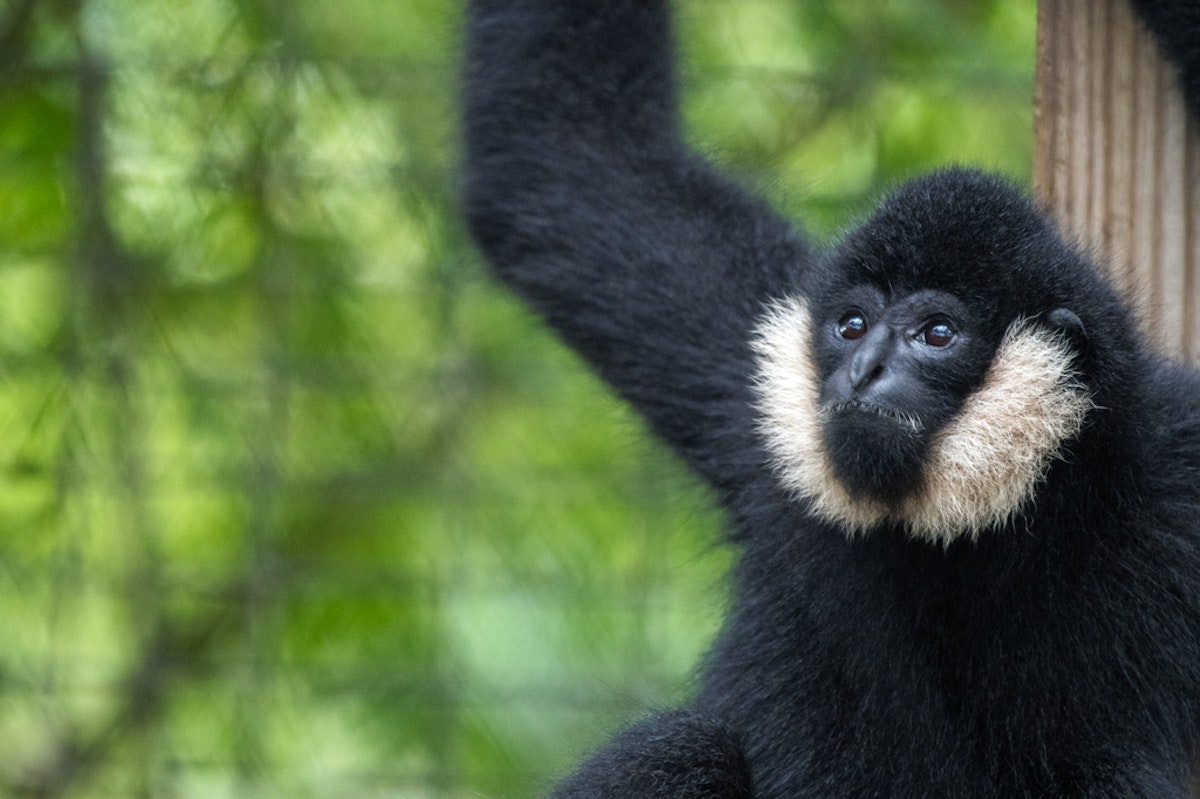 Photo of White-Cheeked Gibbons