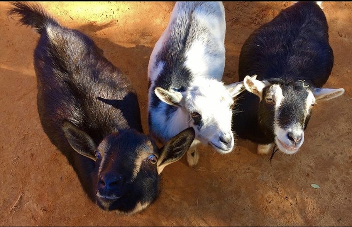 Photo of Goat Yard/Farm