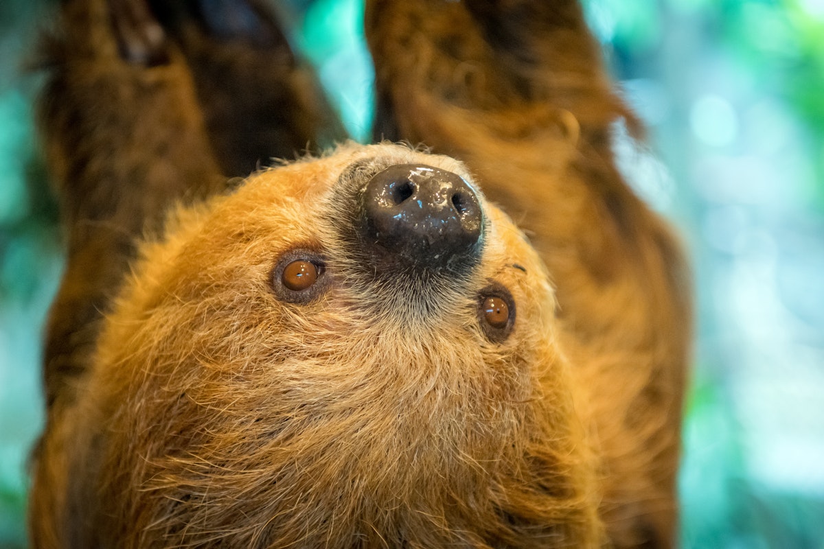 Photo of Rainforest Exhibit