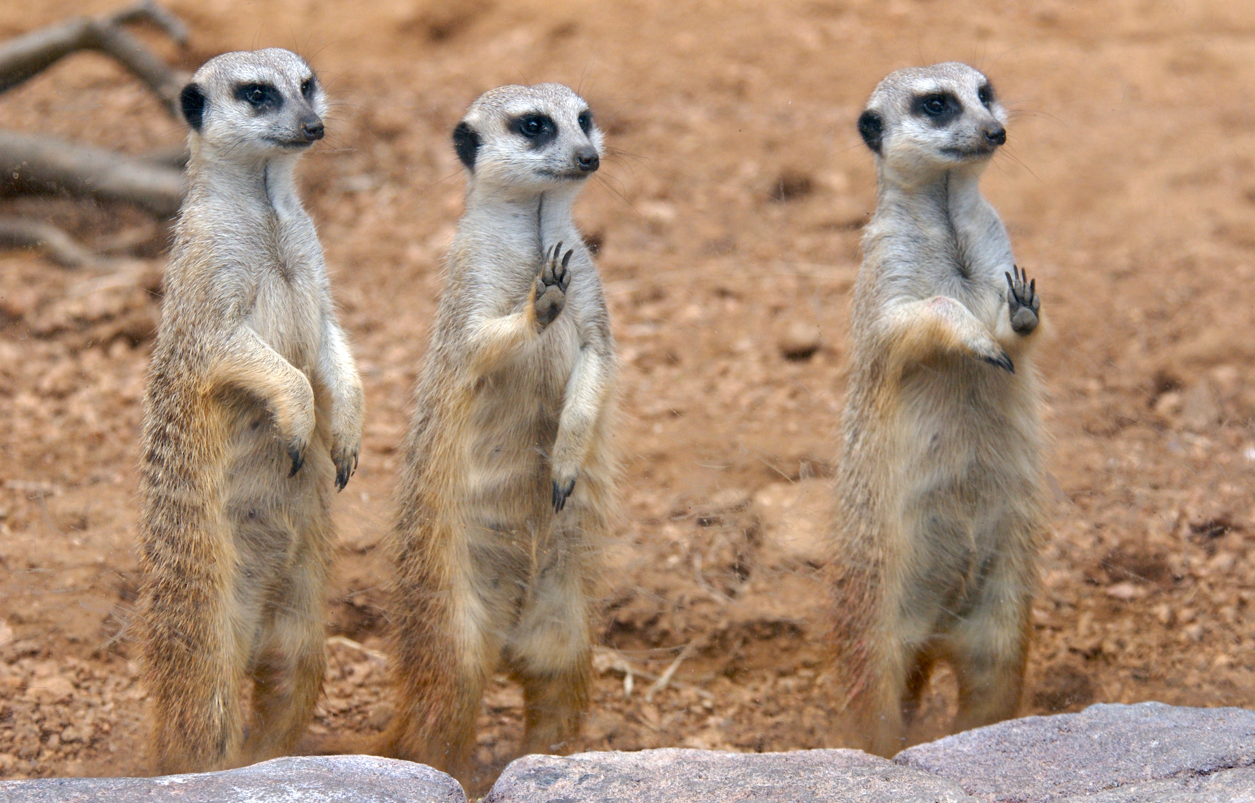 Meerkats