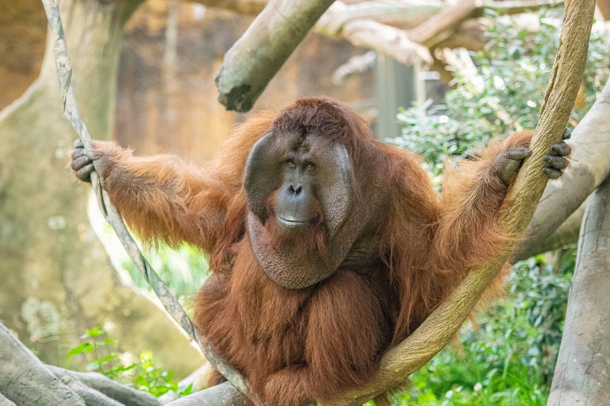 Photo of Primates