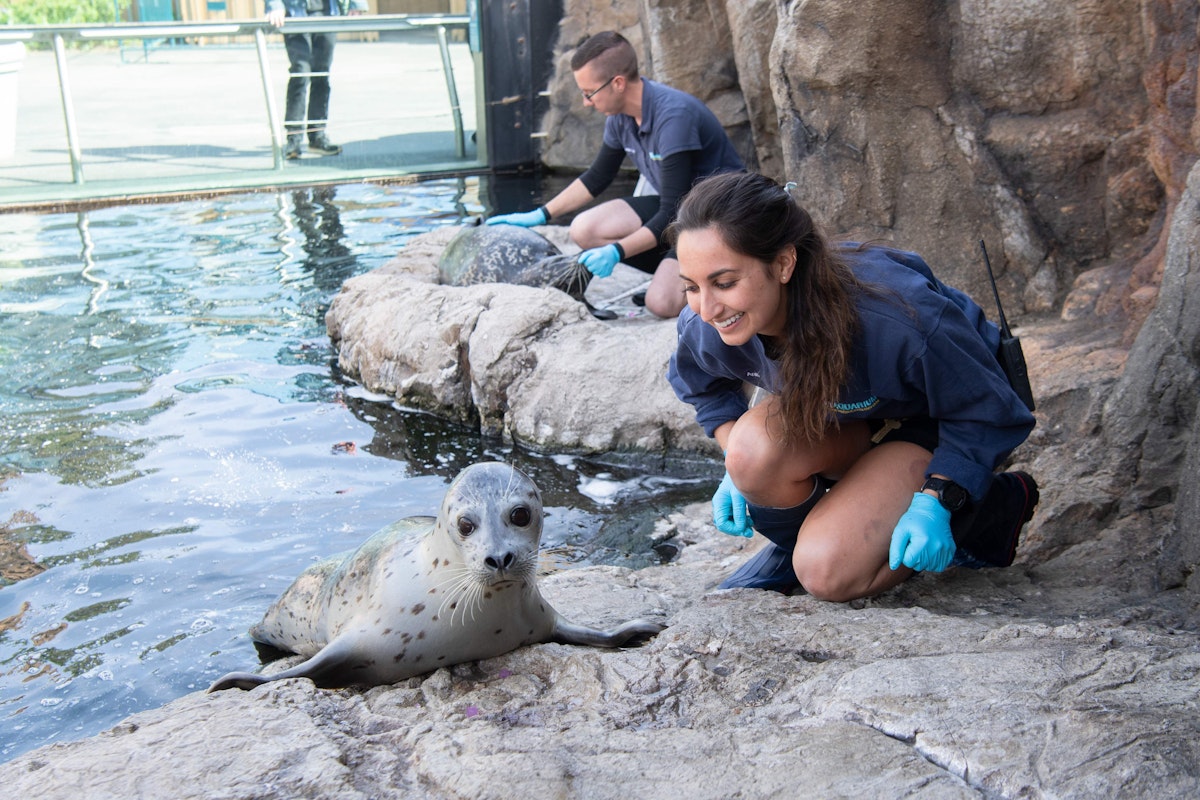 Photo of Seal & Sea Lion Chats