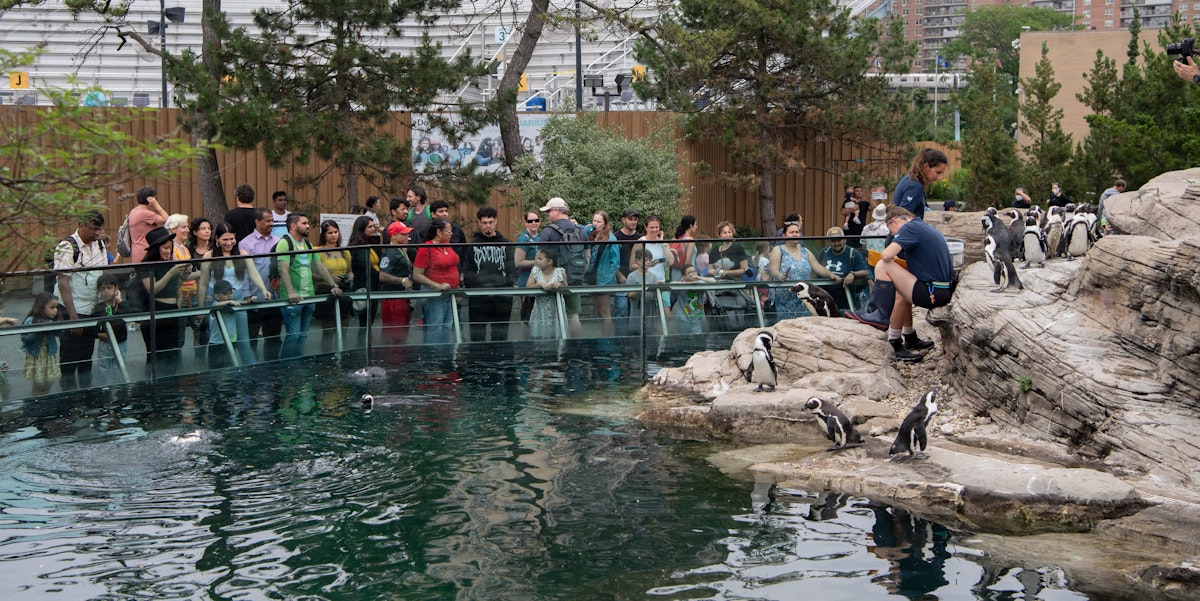 Photo of Penguin Chat
