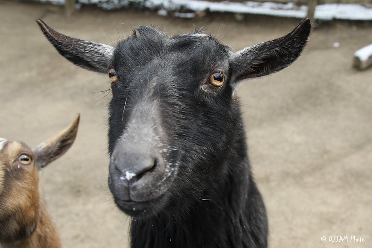 Photo of Goat Yard