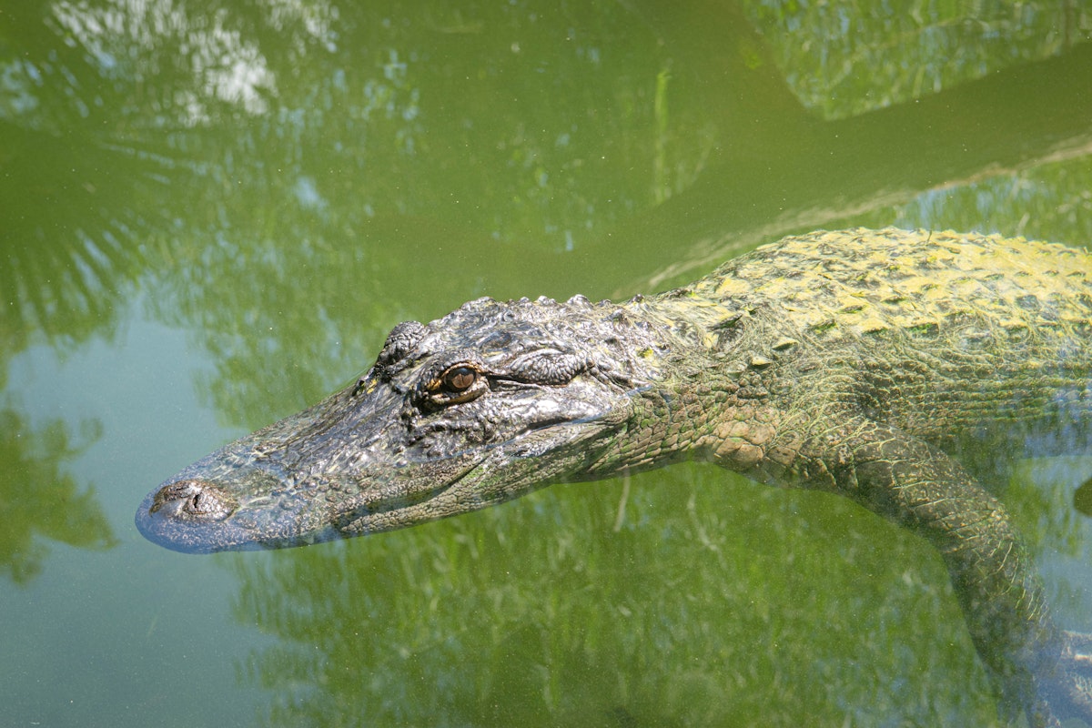 Photo of Alligators