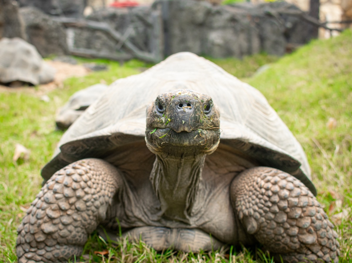 Photo of Galápagos Tortoises