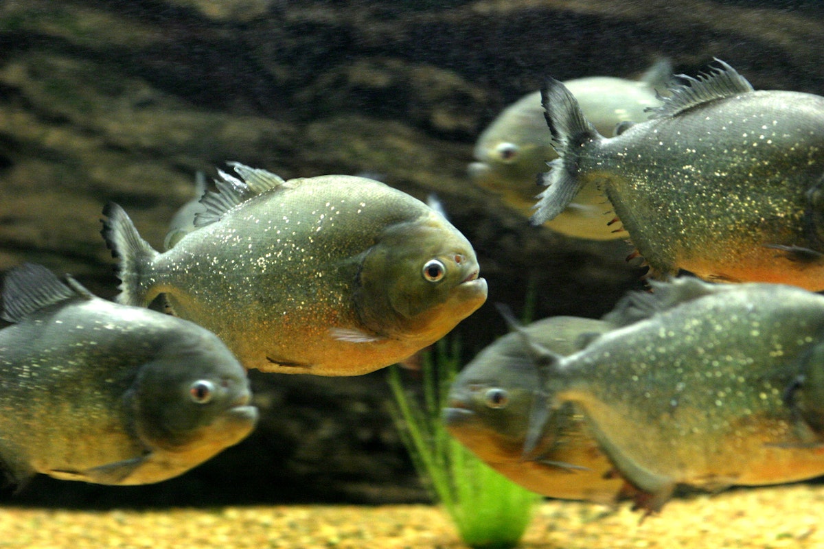 Photo of Piranha