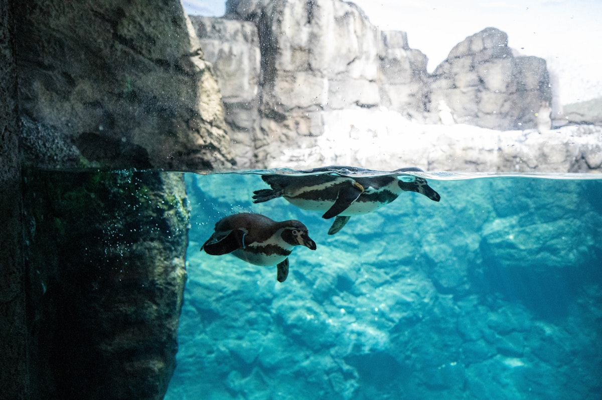 Photo of Humboldt Penguins