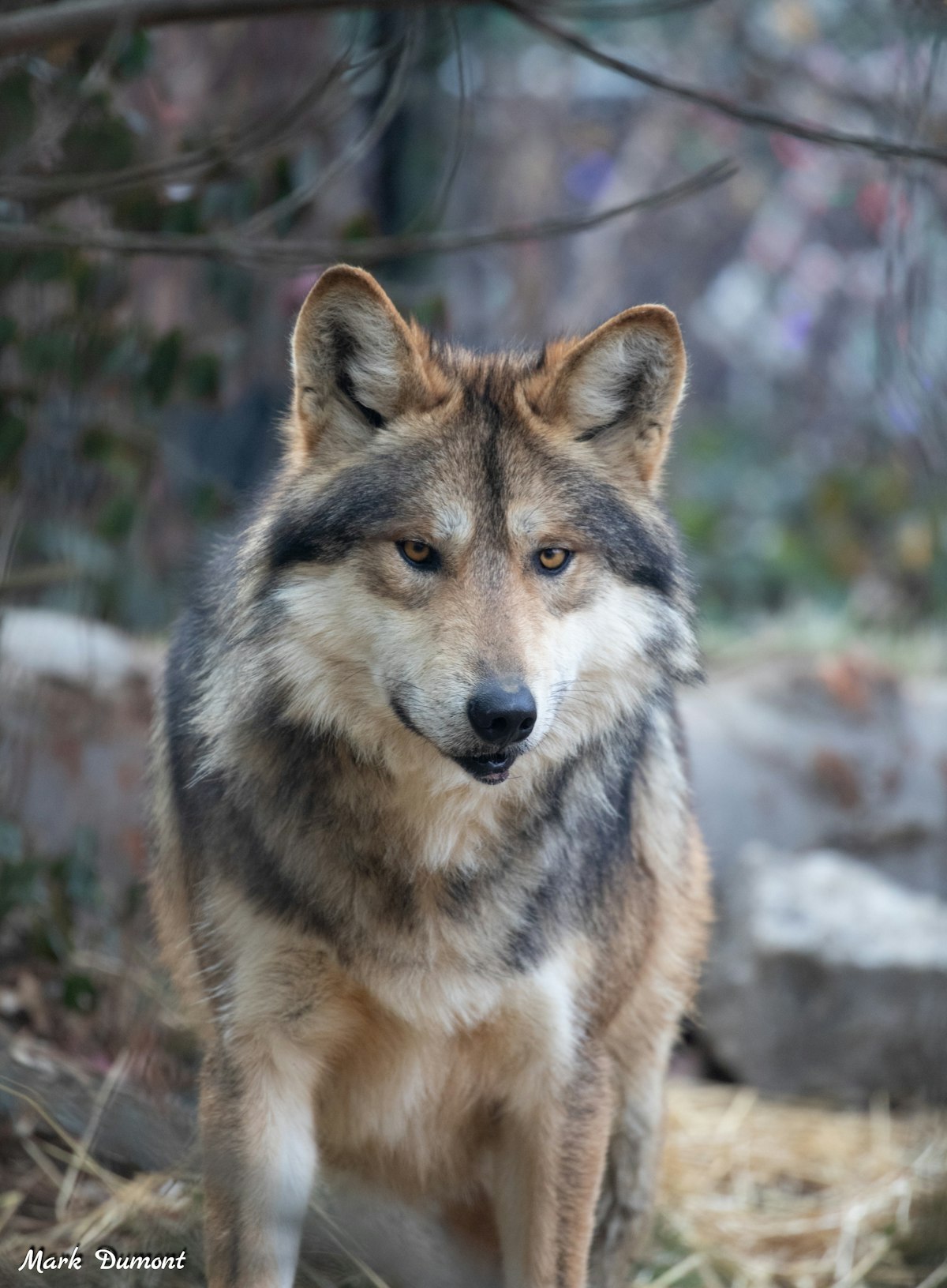 Photo of Mexican Wolf Chat