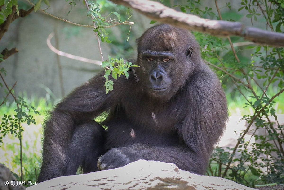Photo of Gorilla Chat