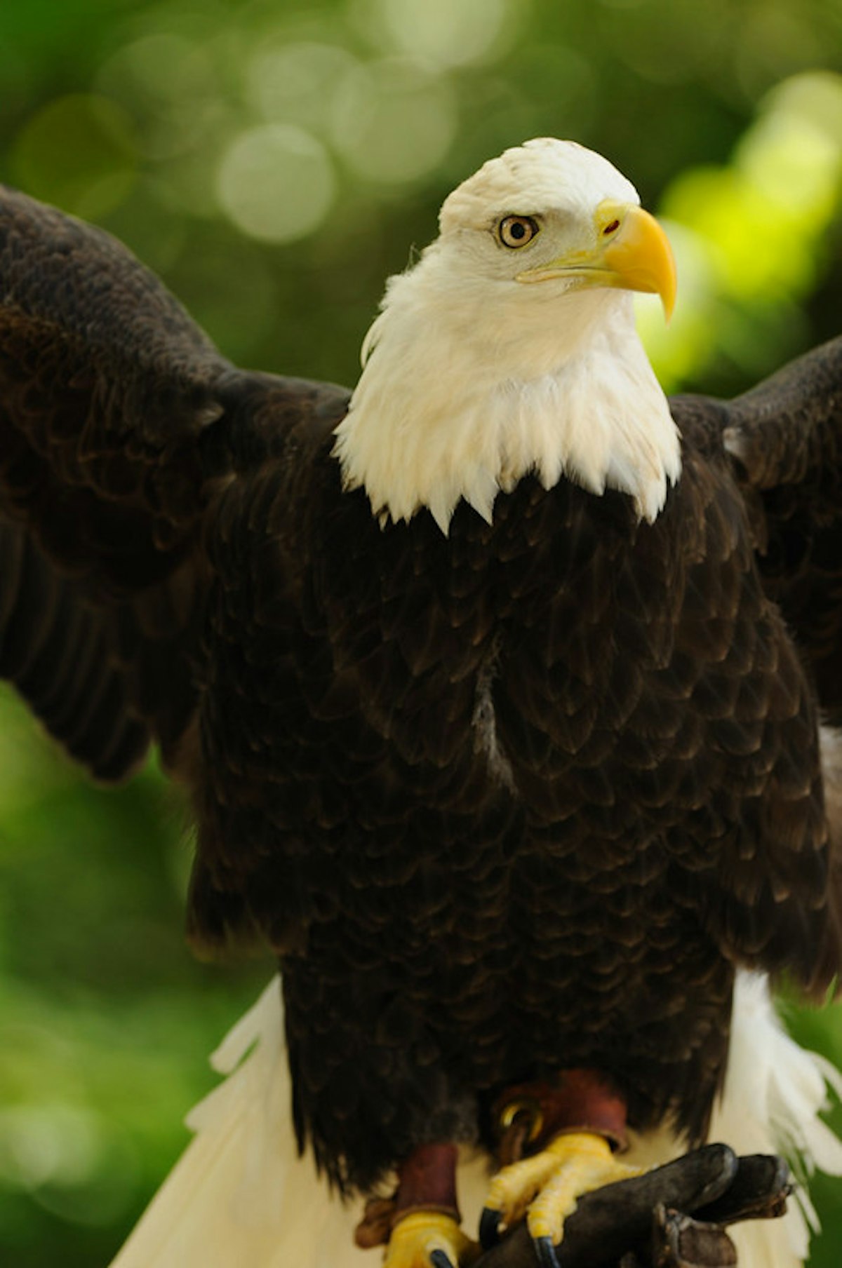 Photo of Bald Eagle Chat