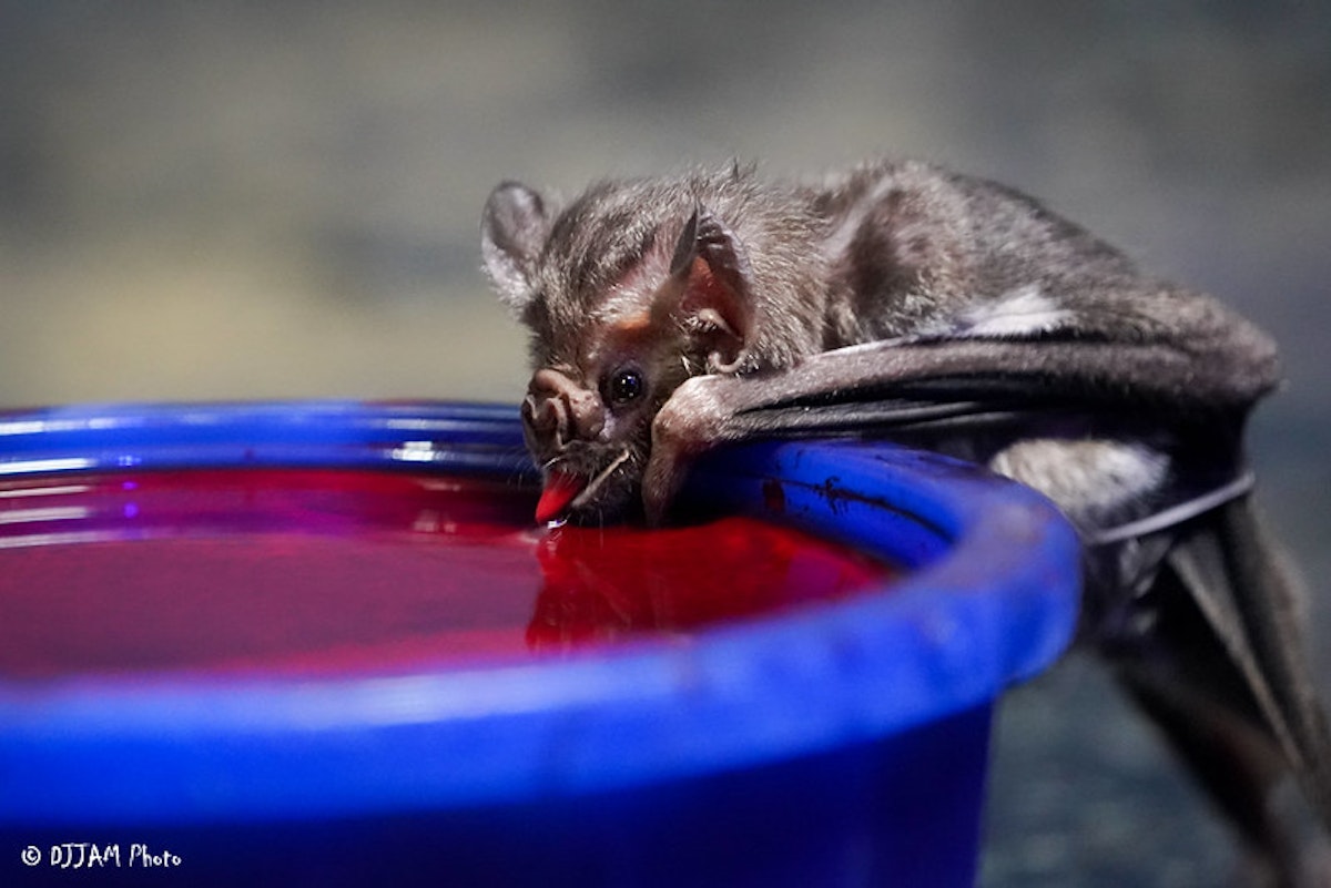 Photo of Vampire Bat Chat