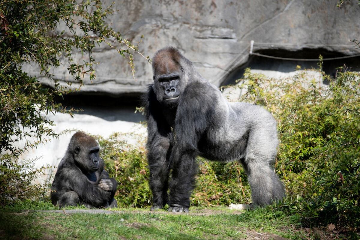 Photo of Gorilla Talk