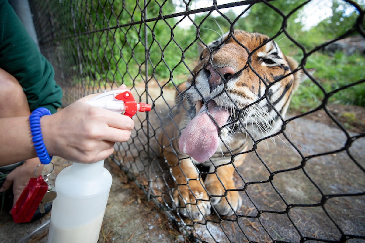 Photo of Tiger Training Demonstration