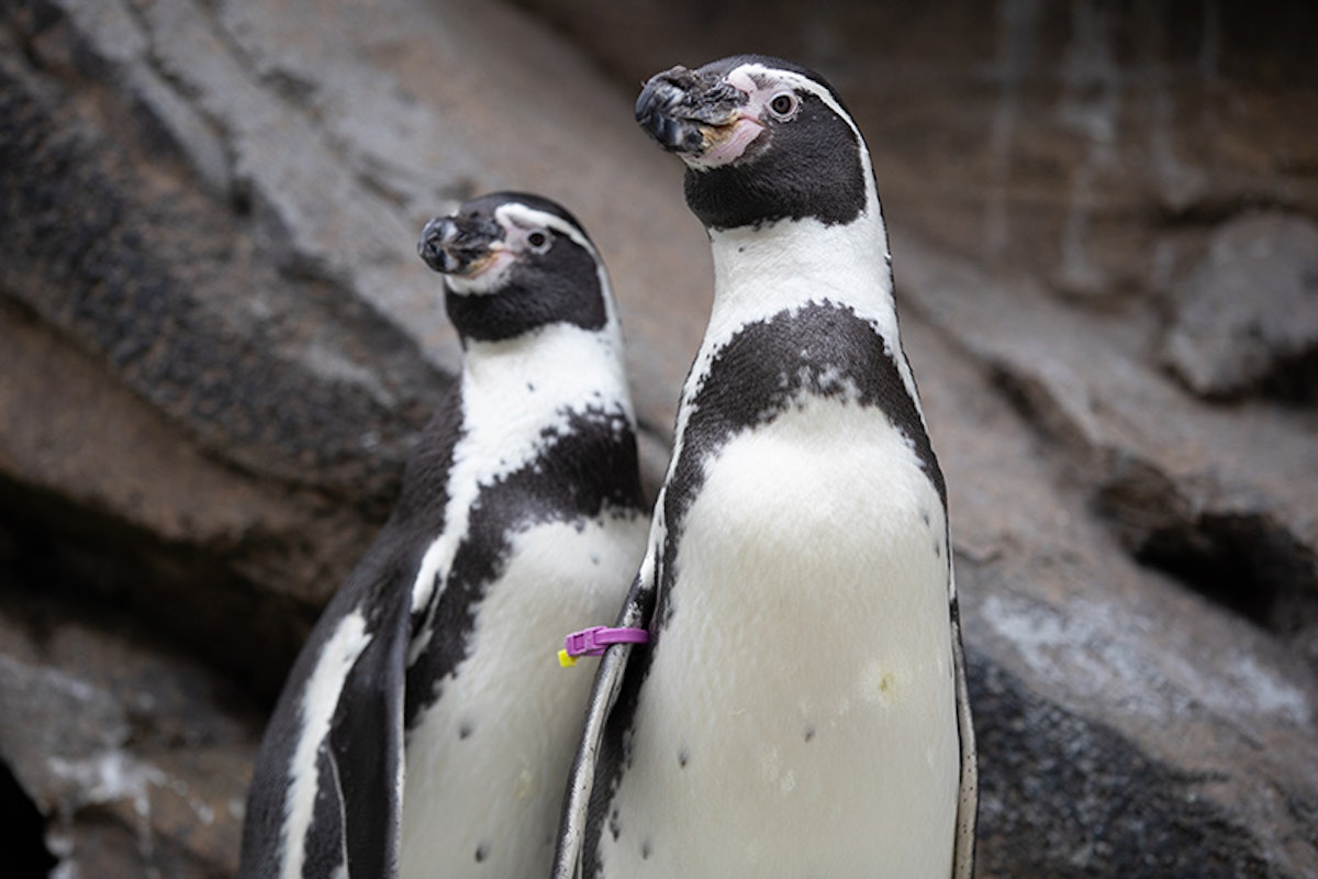 Photo of Penguin Snack Time