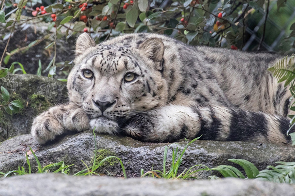 Photo of Snow Leopard Keeper Talk