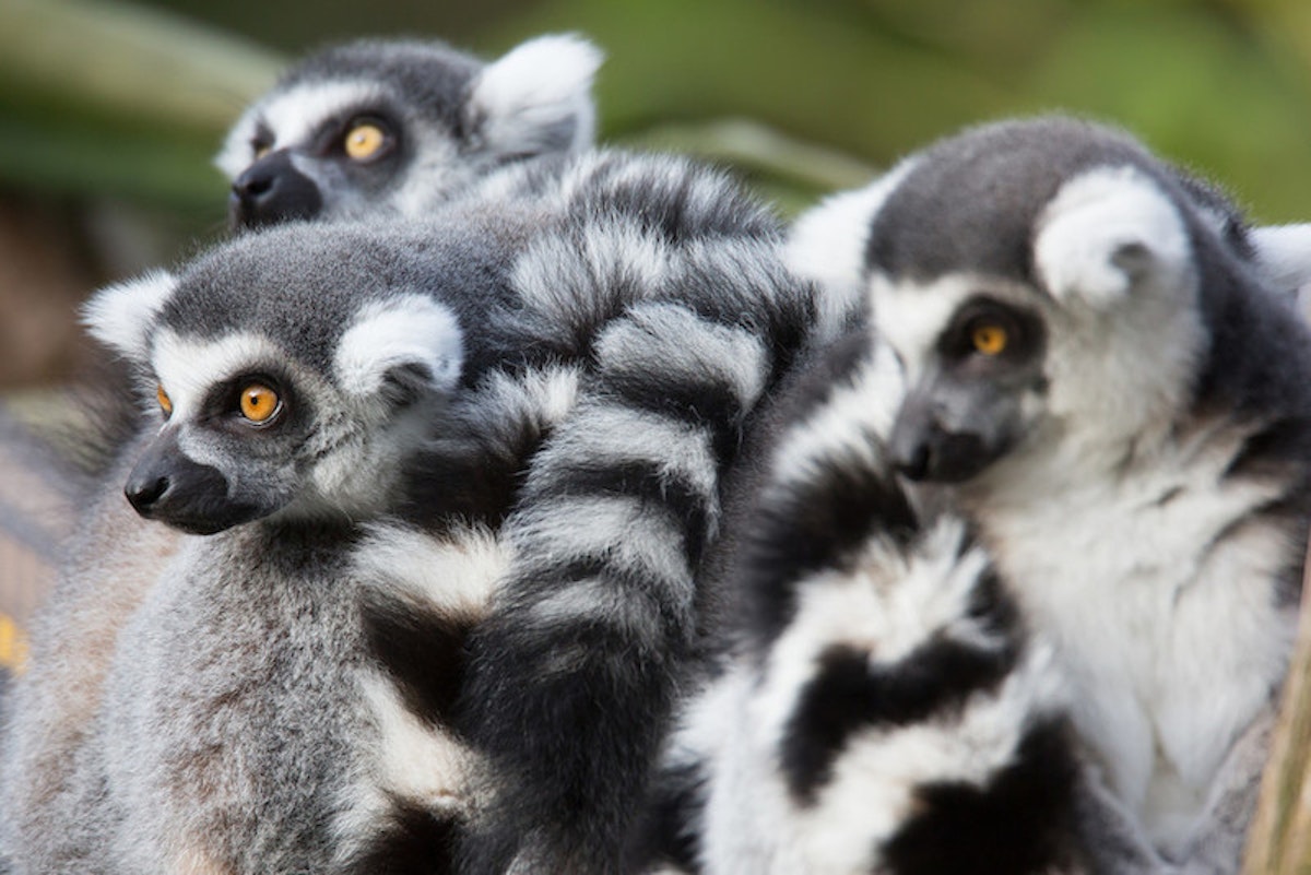 Photo of Ring-tailed Lemur Keeper Talk
