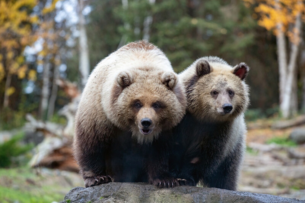 Photo of Brown Bear Keeper Talk