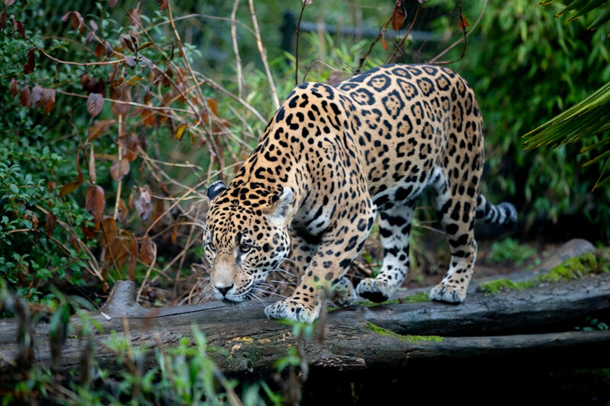 Photo of Jaguar Keeper Talk