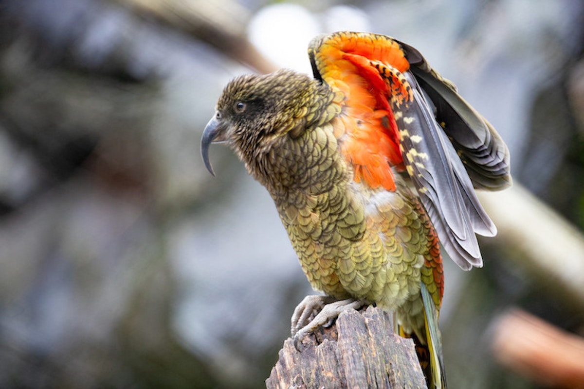 Photo of Kea Keeper Talk