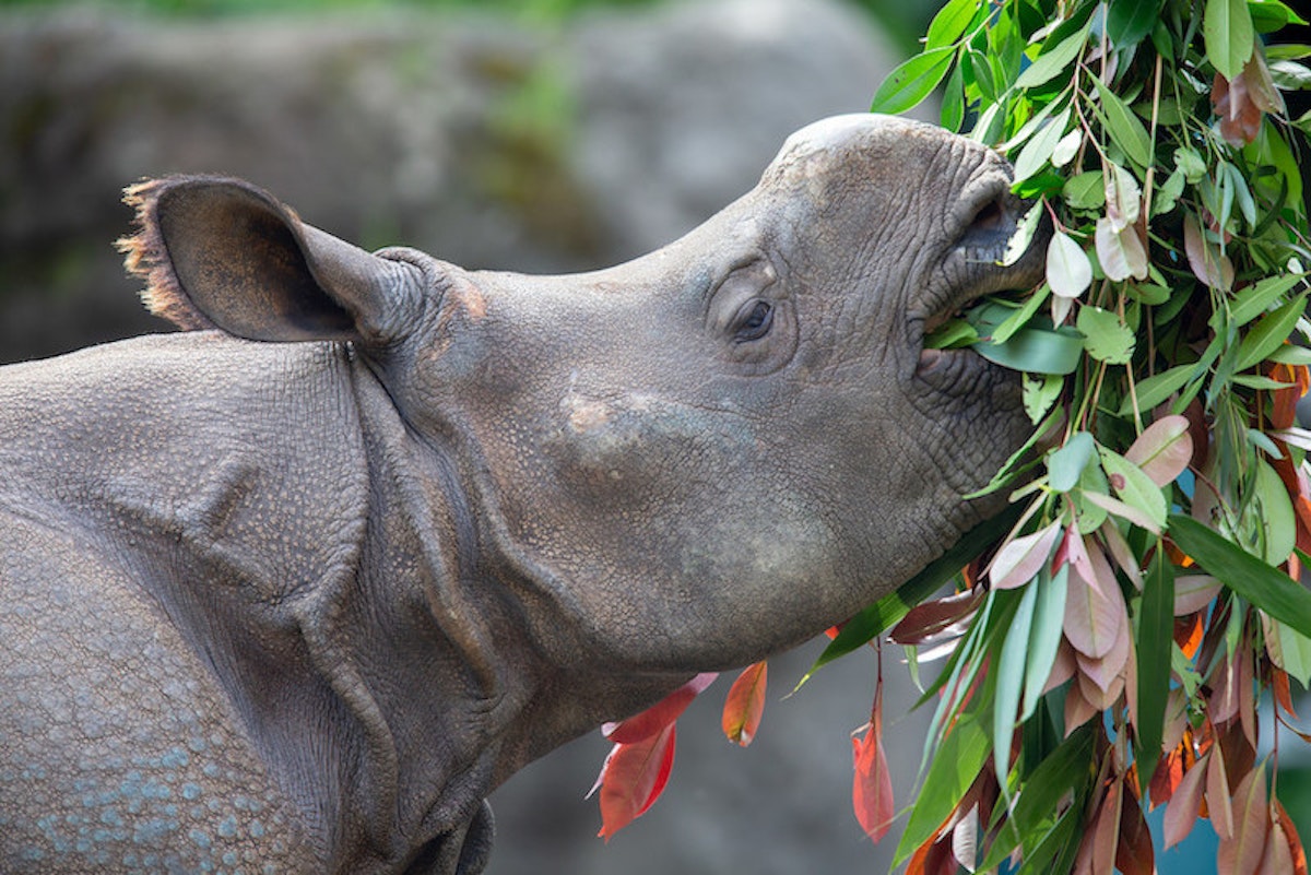 Photo of Rhino Keeper Talk