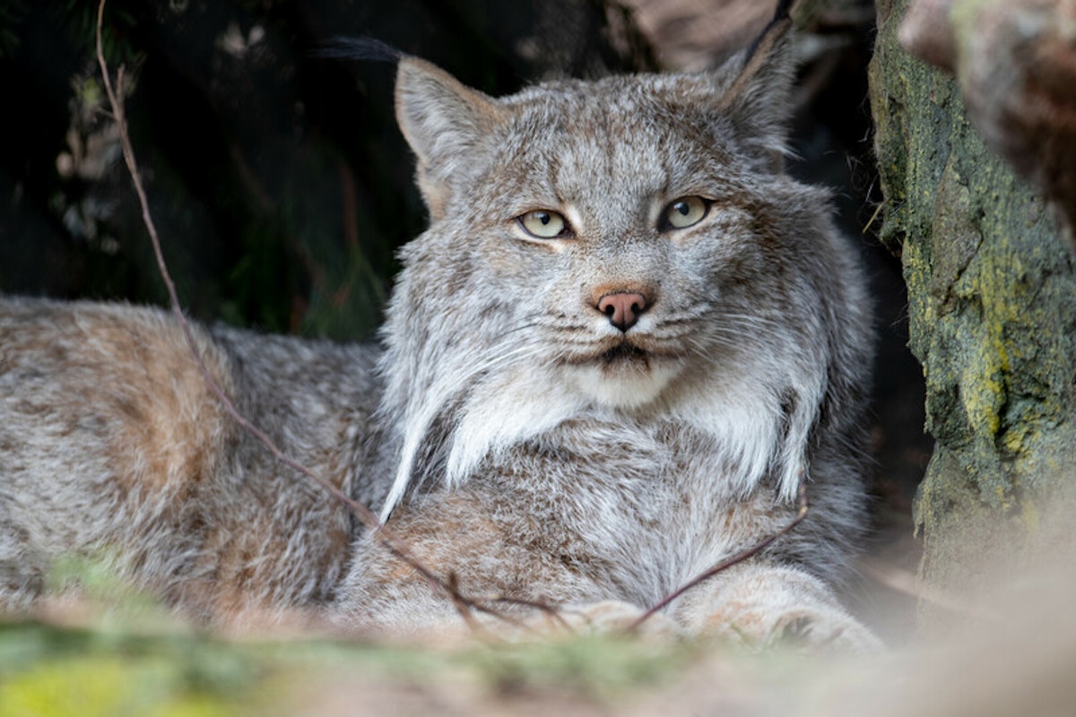 Photo of Lynx Keeper Talk