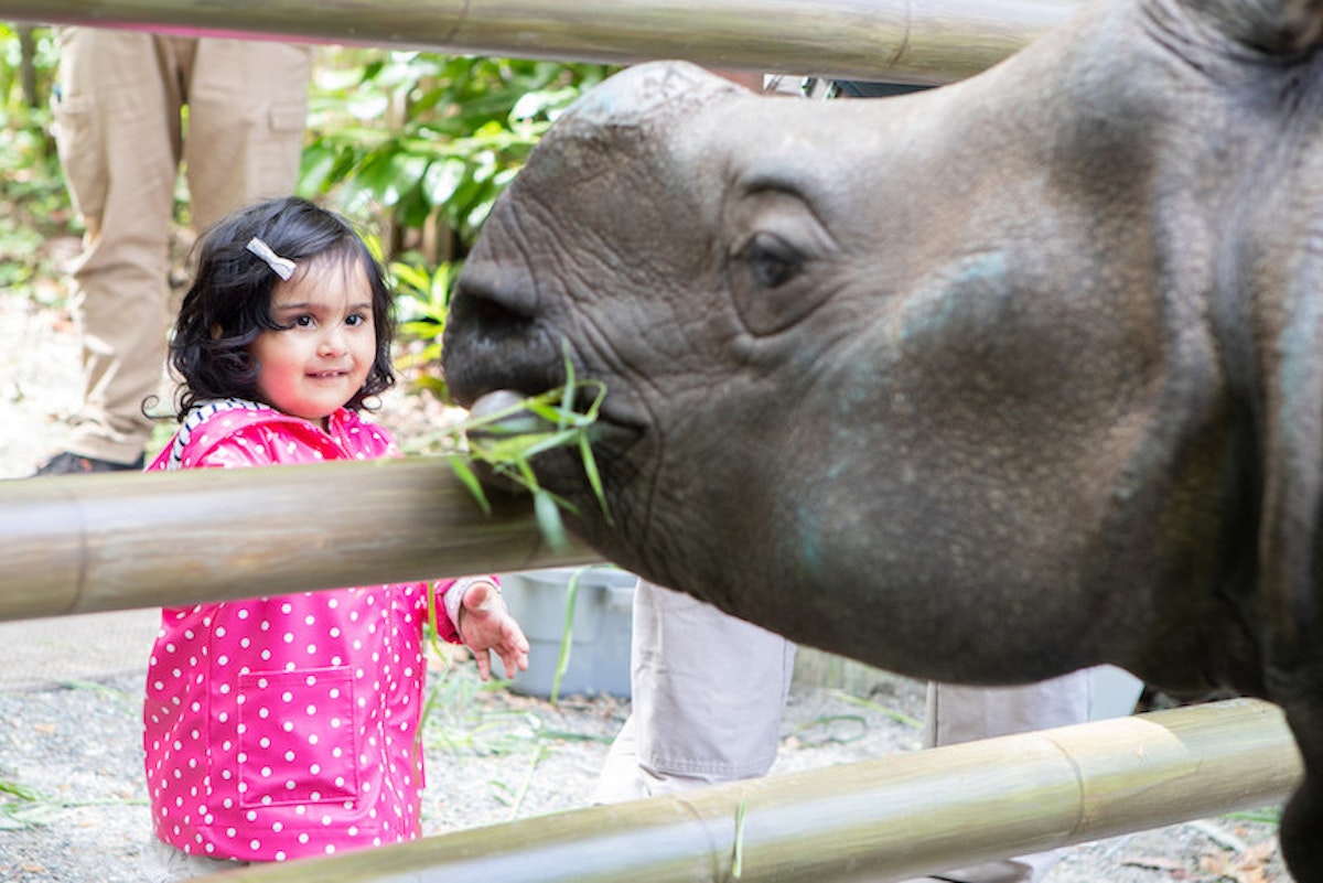 Photo of Rhino Encounter*