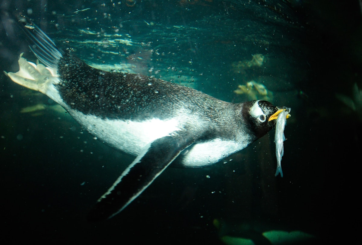 Photo of Penguin Feeding