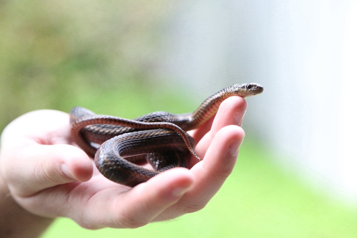 Photo of Animal Ambassador Presentations