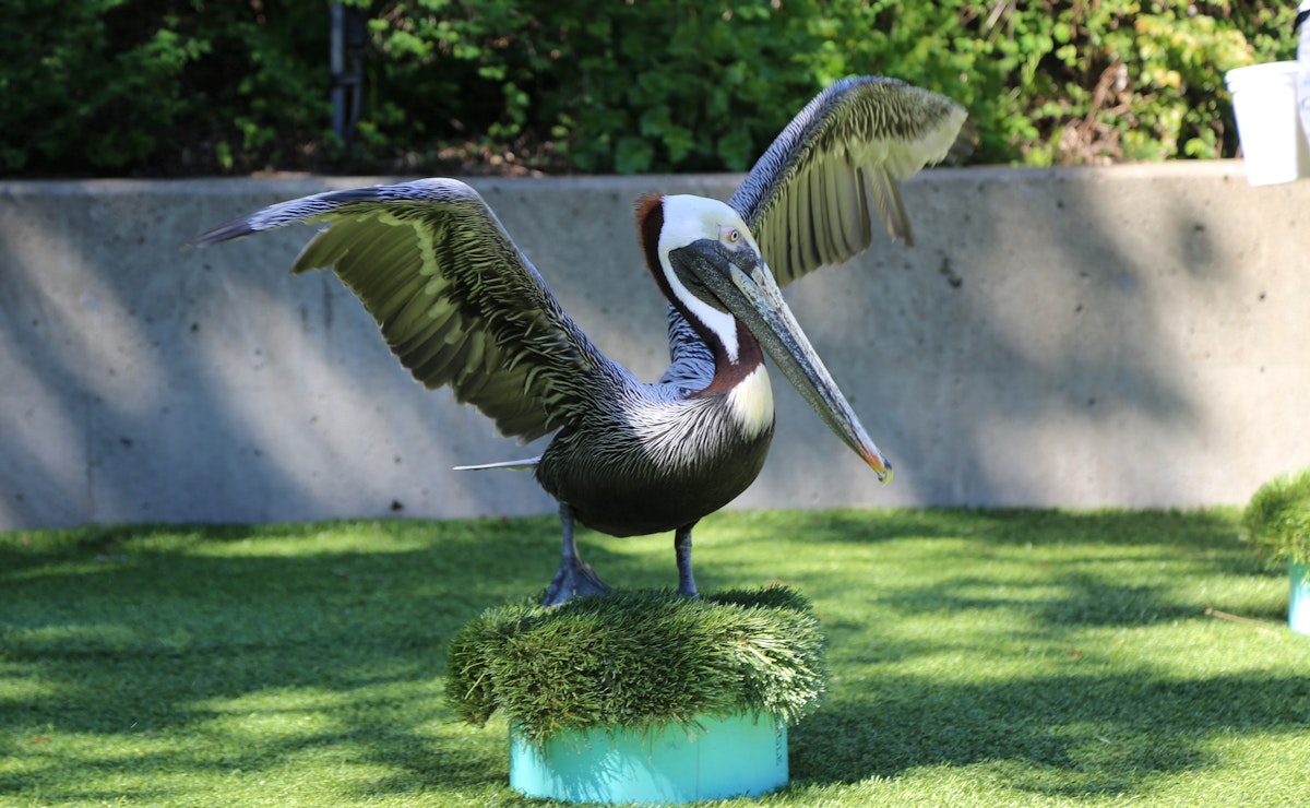 Photo of Pelican Talk