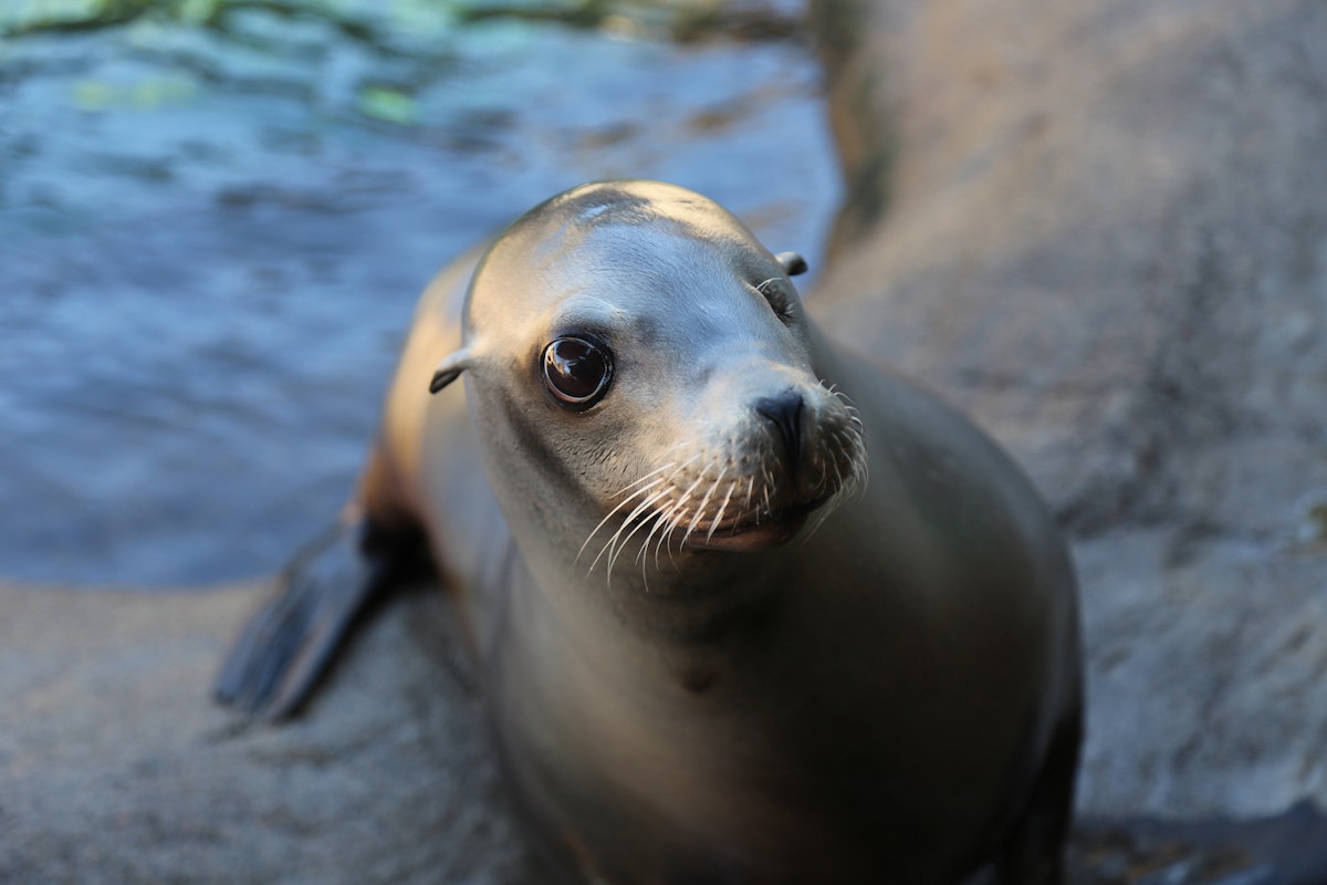 Photo of Pinniped Feed 