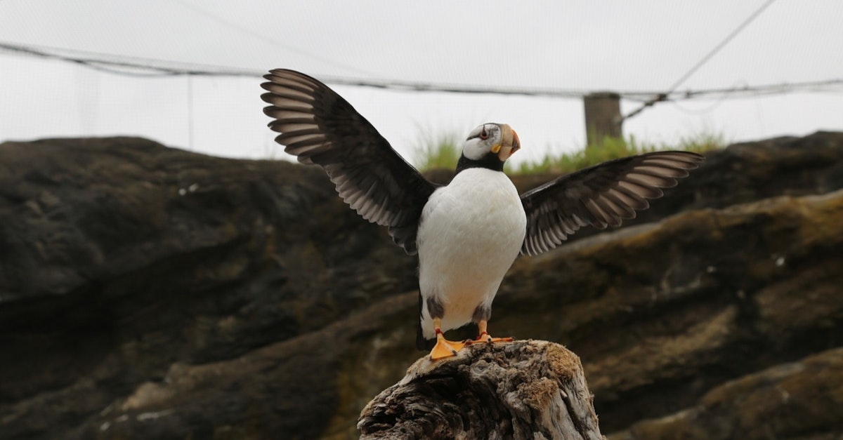 Photo of Seabird Feed