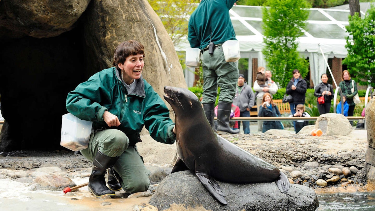 Photo of Sea Lion Feeding