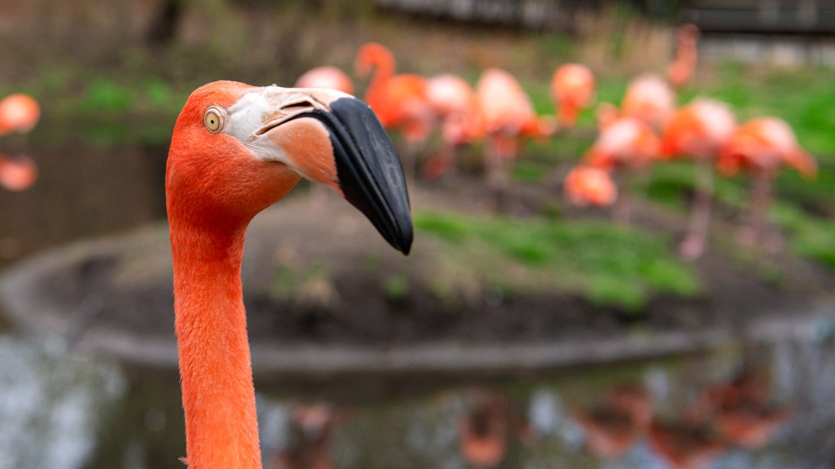Photo of American Flamingo Chat