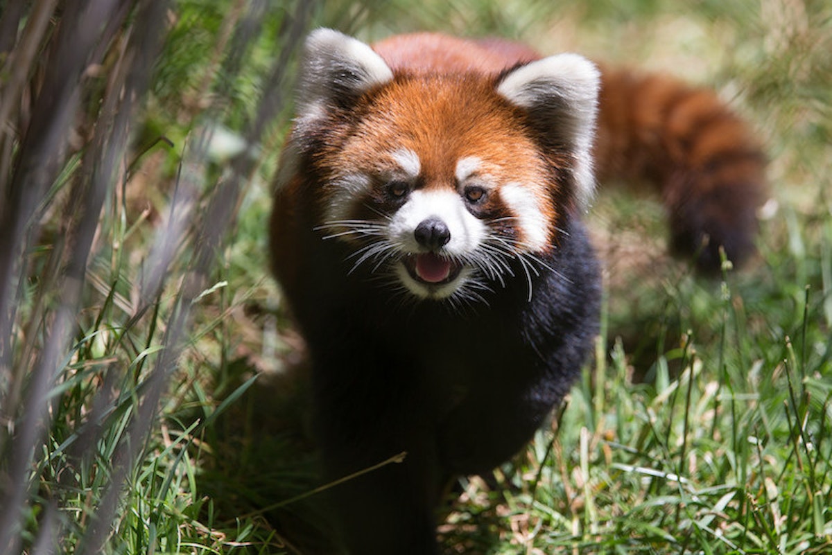 Photo of Red Panda Keeper Talk