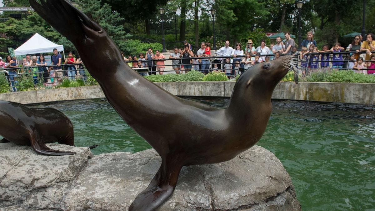 Photo of Sea Lion Training Session