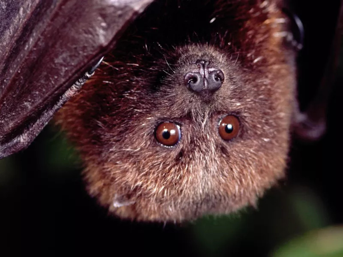 Photo of Bat  activity